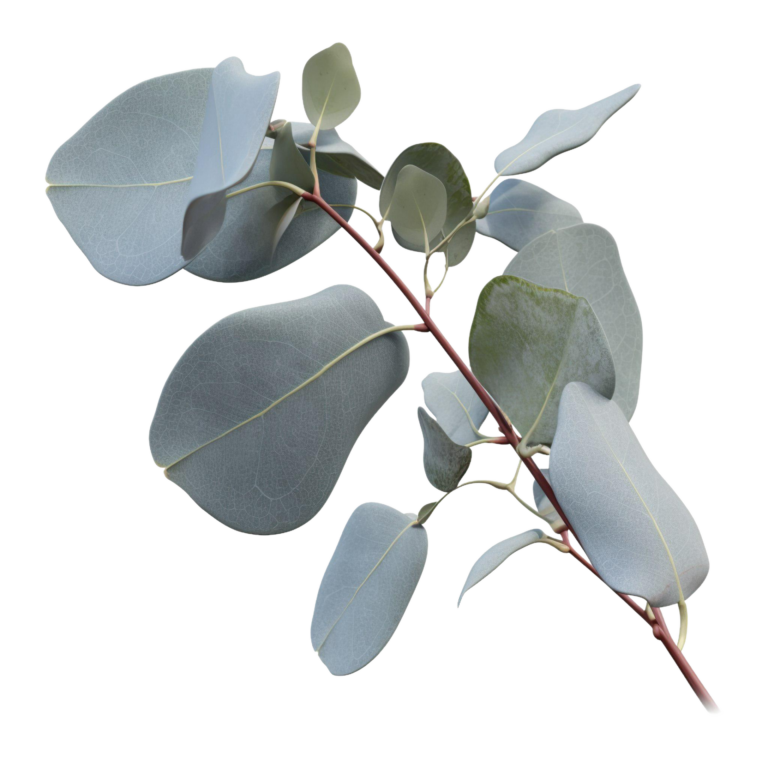 odorelle eucalyptus transparent 37