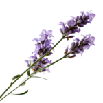 odorelle lavender tr 12