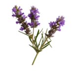odorelle lavender tr 16