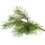 scots pine branch